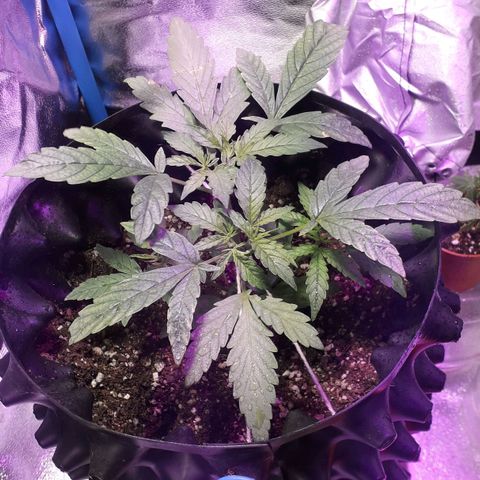 Northern Light 2 growlog timeline photo