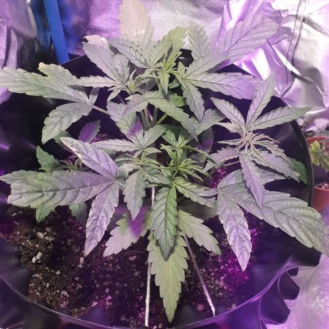 Northern Light 2 growlog timeline photo