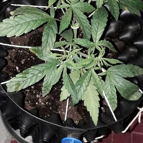 Northern Light 2 growlog timeline photo