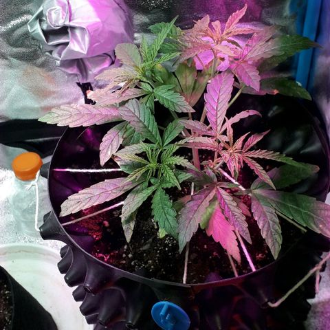 Northern Light 2 growlog timeline photo