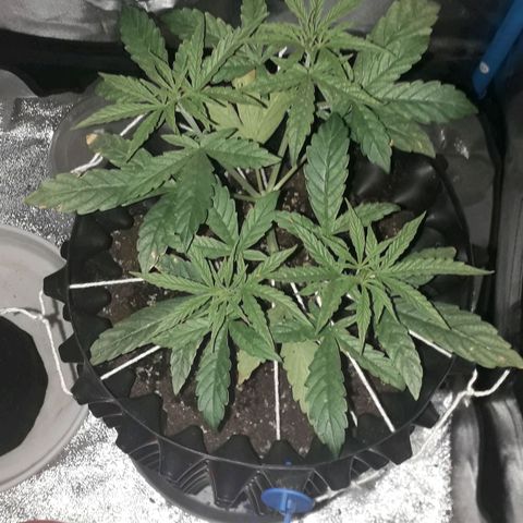 Northern Light 2 growlog timeline photo