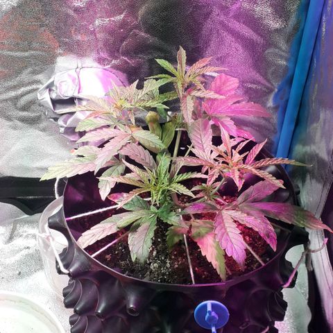 Northern Light 2 growlog timeline photo