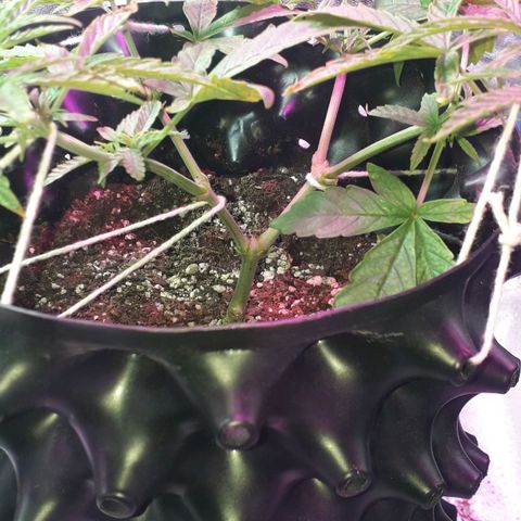Northern Light 2 growlog timeline photo