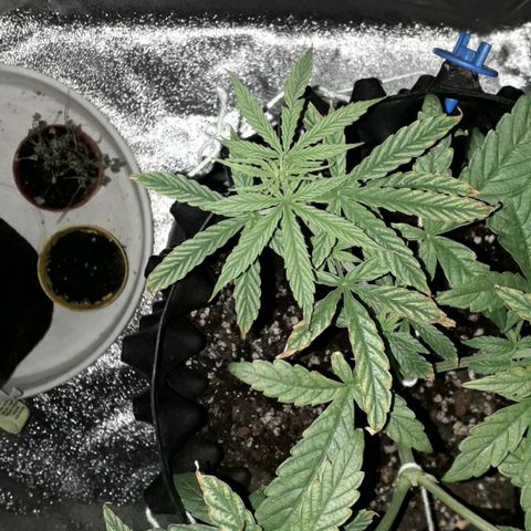 Northern Light 2 growlog timeline photo