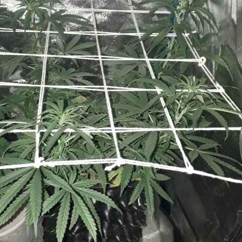 Northern Light 2 growlog timeline photo