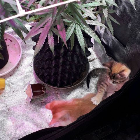 Northern Light 2 growlog timeline photo