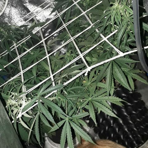 Northern Light 2 growlog timeline photo
