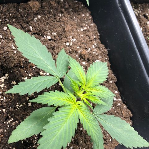 Girl Scout Cookies growlog timeline photo