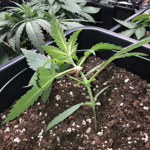 Girl Scout Cookies growlog timeline photo