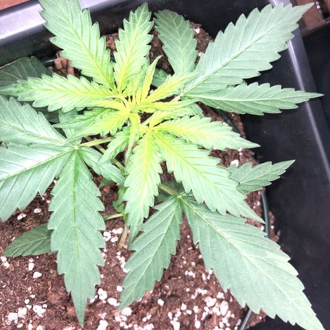 Girl Scout Cookies growlog timeline photo