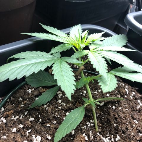Girl Scout Cookies growlog timeline photo