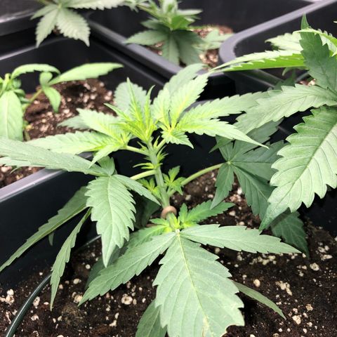 Girl Scout Cookies growlog timeline photo