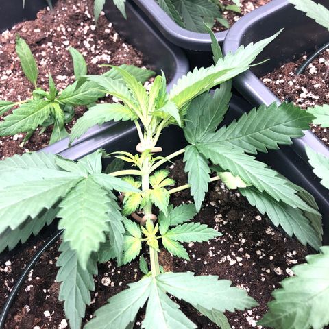 Girl Scout Cookies growlog timeline photo