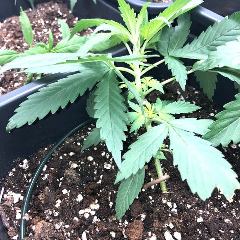 Girl Scout Cookies growlog timeline photo