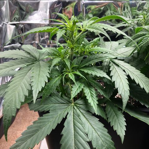 Girl Scout Cookies growlog timeline photo