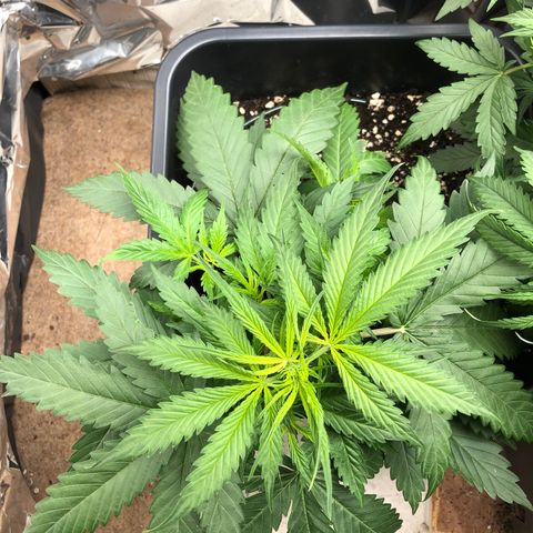 Girl Scout Cookies growlog timeline photo