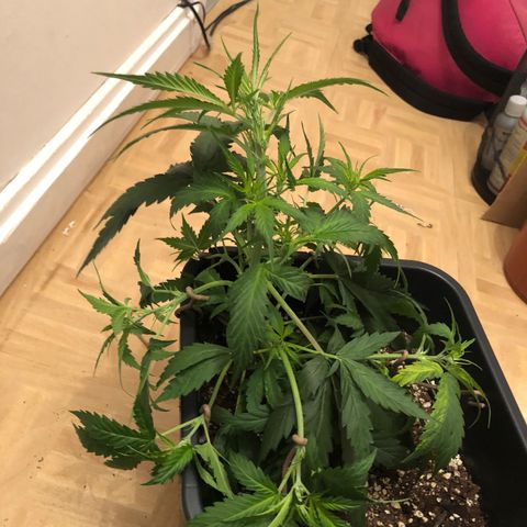 Girl Scout Cookies growlog timeline photo