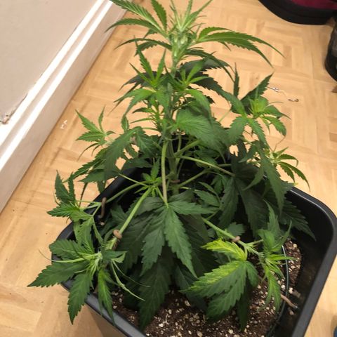 Girl Scout Cookies growlog timeline photo
