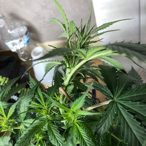Girl Scout Cookies growlog timeline photo