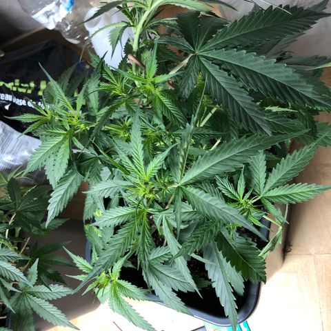 Girl Scout Cookies growlog timeline photo