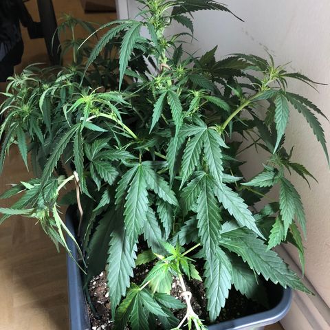 Girl Scout Cookies growlog timeline photo
