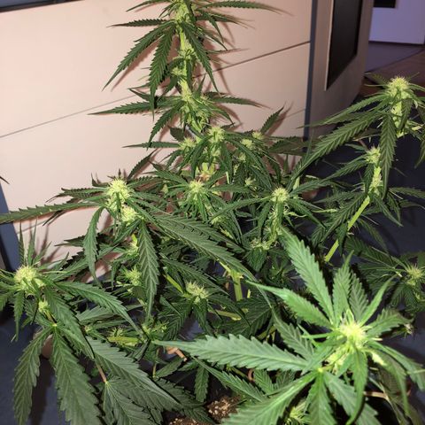 Girl Scout Cookies growlog timeline photo
