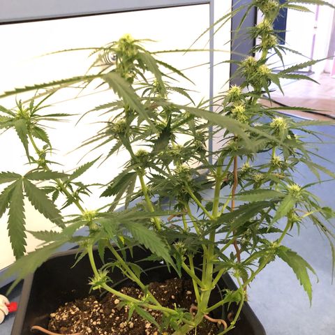 Girl Scout Cookies growlog timeline photo