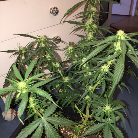Girl Scout Cookies growlog timeline photo