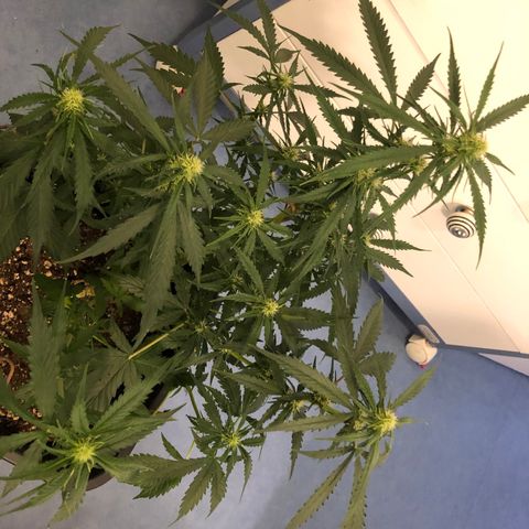 Girl Scout Cookies growlog timeline photo