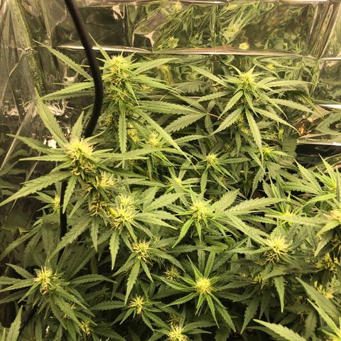 Girl Scout Cookies growlog timeline photo