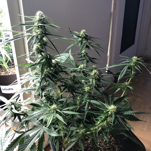 Girl Scout Cookies growlog timeline photo
