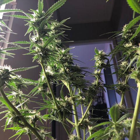 Girl Scout Cookies growlog timeline photo