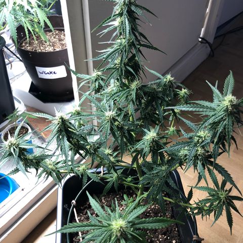 Girl Scout Cookies growlog timeline photo