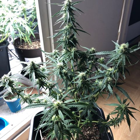 Girl Scout Cookies growlog timeline photo