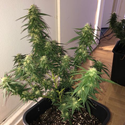 Girl Scout Cookies growlog timeline photo