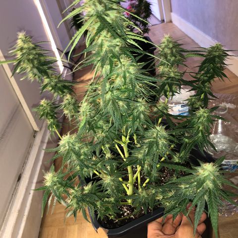 Girl Scout Cookies growlog timeline photo