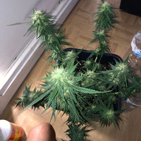 Girl Scout Cookies growlog timeline photo