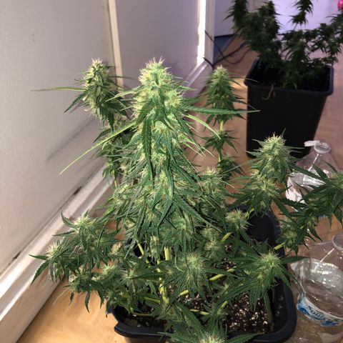 Girl Scout Cookies growlog timeline photo