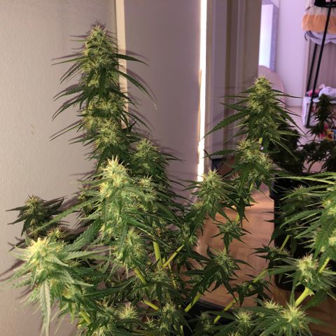 Girl Scout Cookies growlog timeline photo