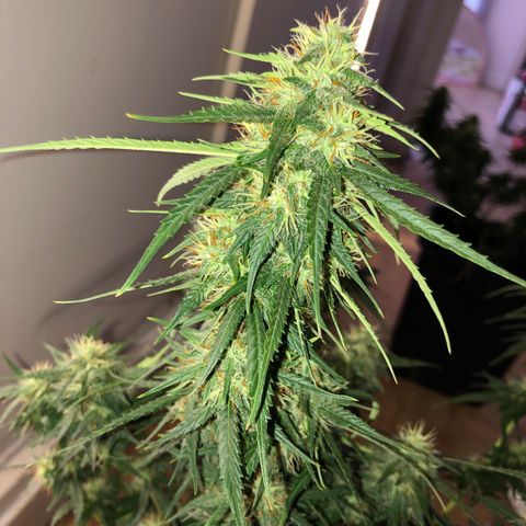 Girl Scout Cookies growlog timeline photo