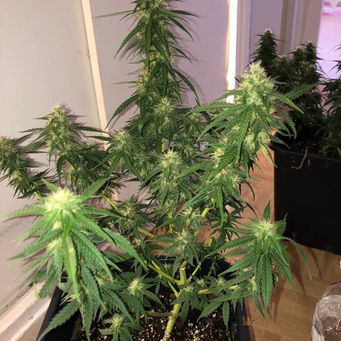 Girl Scout Cookies growlog timeline photo