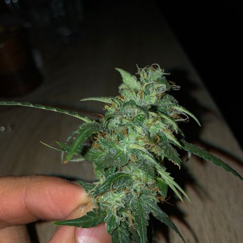 Girl Scout Cookies growlog timeline photo