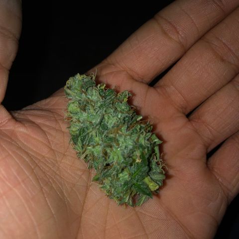 Girl Scout Cookies growlog timeline photo