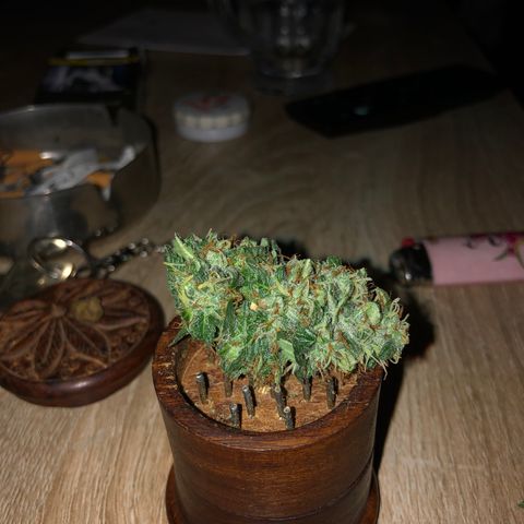 Girl Scout Cookies growlog timeline photo
