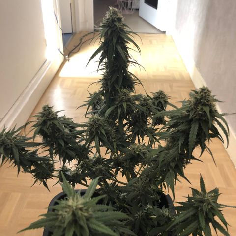 Girl Scout Cookies growlog timeline photo