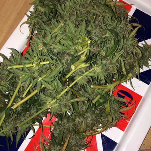 Girl Scout Cookies growlog timeline photo