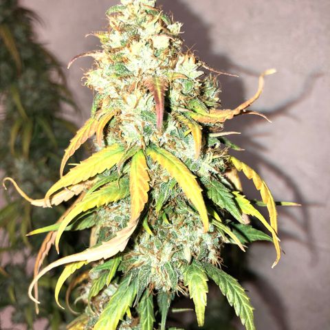 Girl Scout Cookies growlog timeline photo