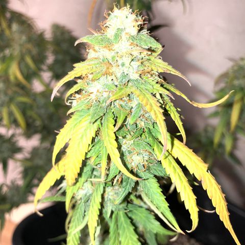 Girl Scout Cookies growlog timeline photo