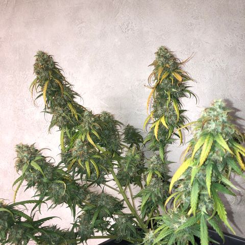 Girl Scout Cookies growlog timeline photo