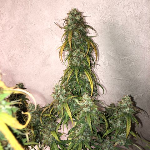Girl Scout Cookies growlog timeline photo
